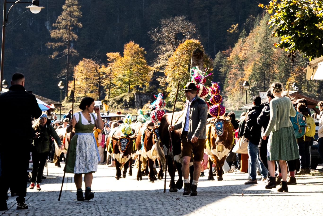Almabtrieb von der Fischunklalm Menschen in traditioneller Tracht feiern ein Fest mit geschmückten Tieren in einer Menge.