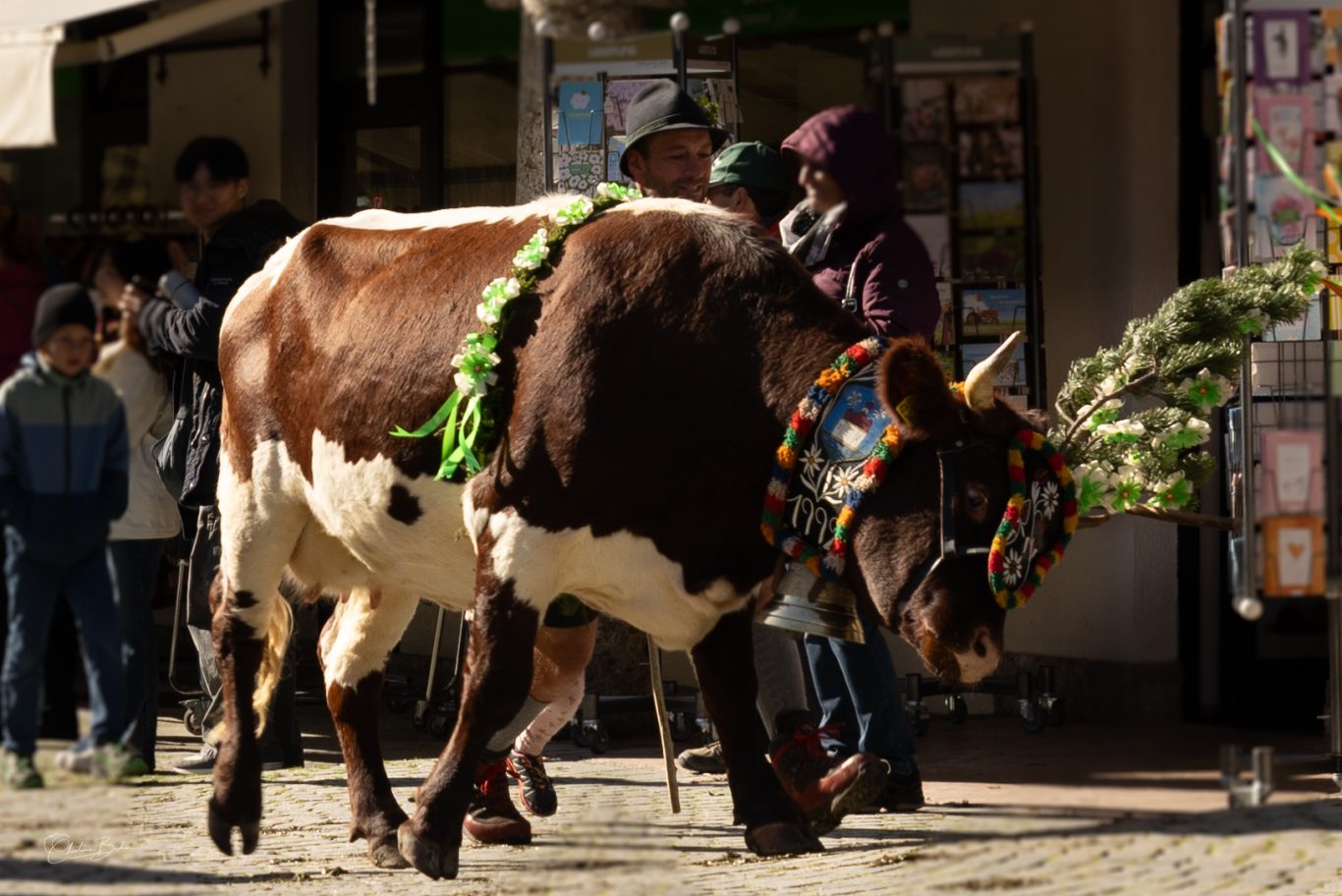 Almabtrieb von der Fischunklalm Eine Kuh mit bunter Dekoration wird von einem Kind und Menschen umgeben.